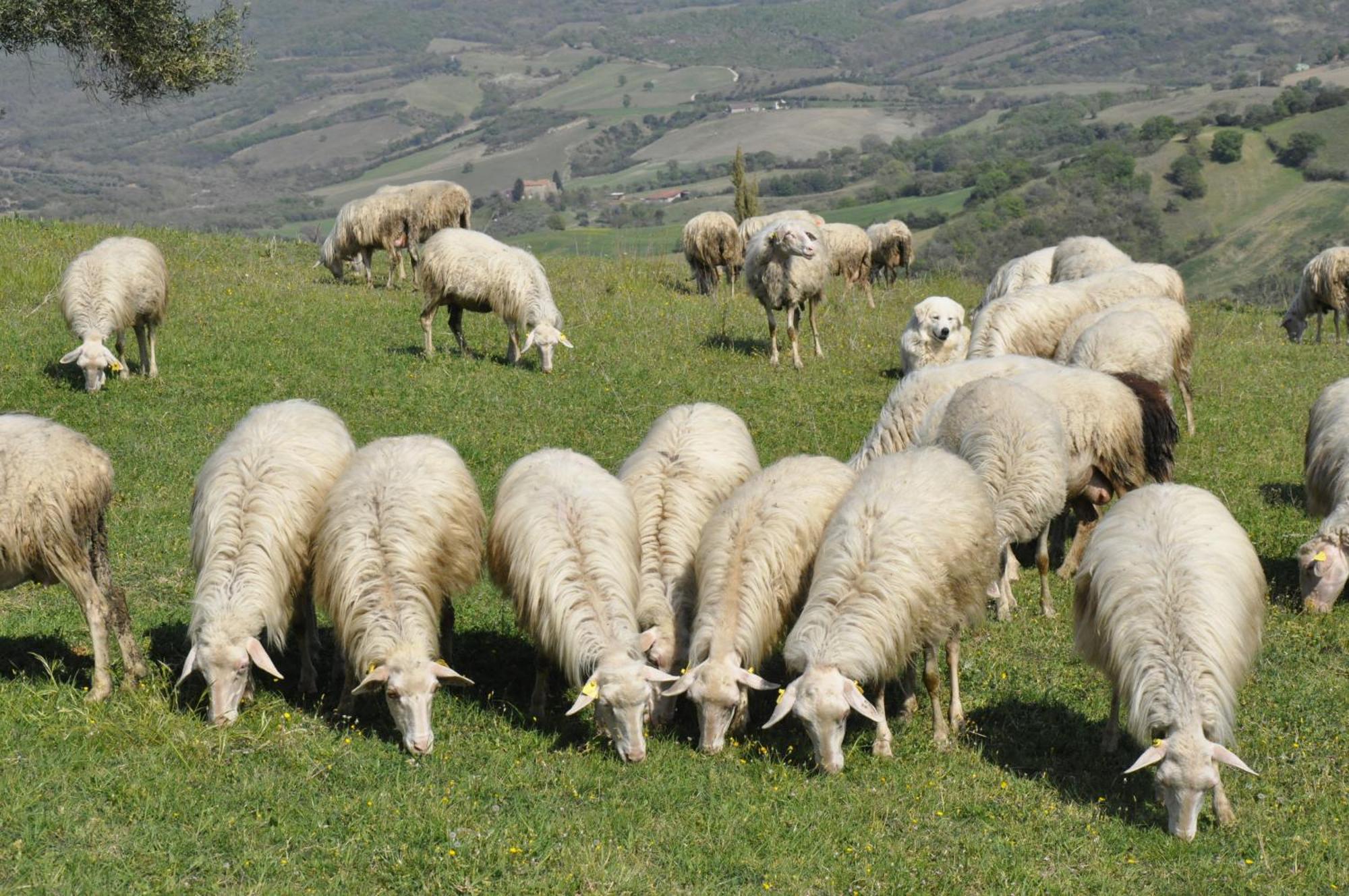 La Colombera In Toscana Roccalbegna Eksteriør billede