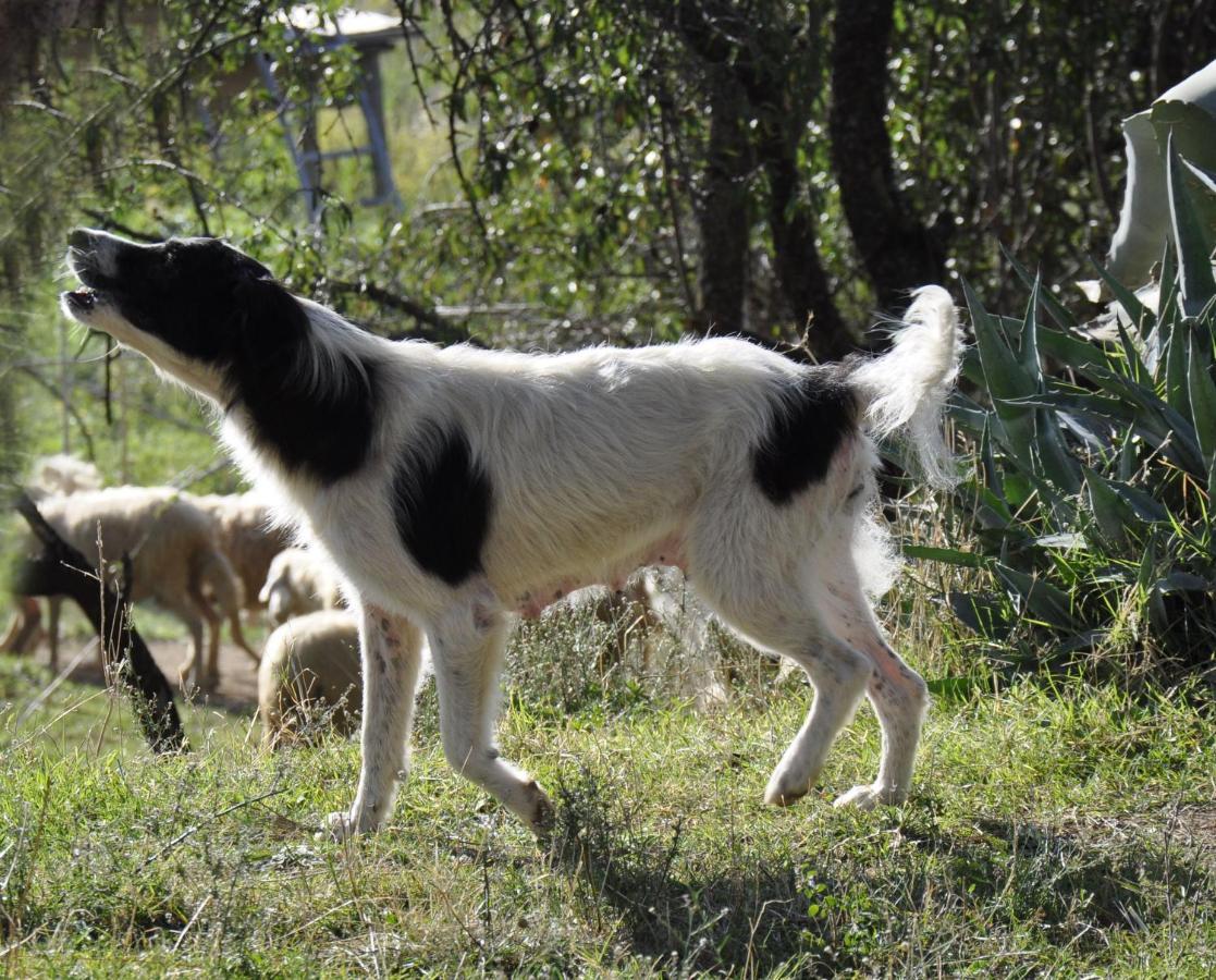La Colombera In Toscana Roccalbegna Eksteriør billede